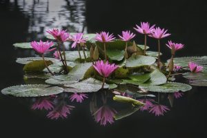 lotus, flowers, beautiful flowers-6863937.jpg