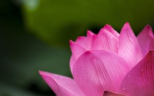 lotus, pink, flower-614494.jpg